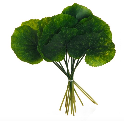 artificial REAL TOUCH GALAX LEAF 23cm photo #1