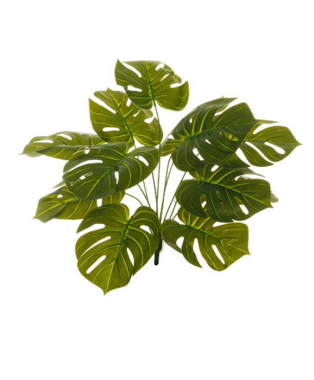 PHILODENDRON MONSTERA PLANT 50cm photo #1