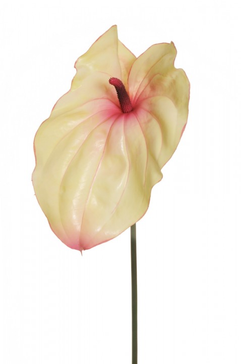 GIANT ANTHURIUM (HEAD 21X35 CM), 92 CM. photo #1