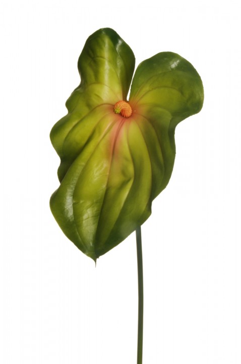 GIANT ANTHURIUM (HEAD 21X35 CM), 92 CM. photo #1
