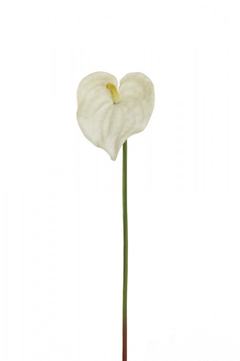NEW MINI ANTHURIUM REAL TOUCH, 39 CM. photo #1