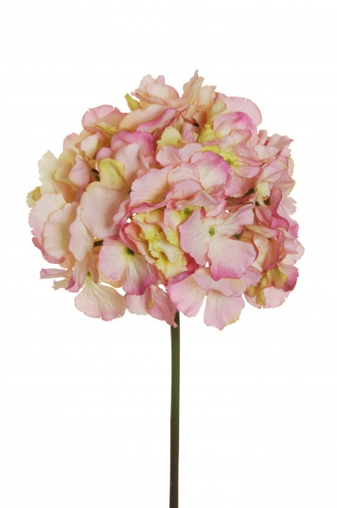 HYDRANGEA SOFT 60cm photo #1