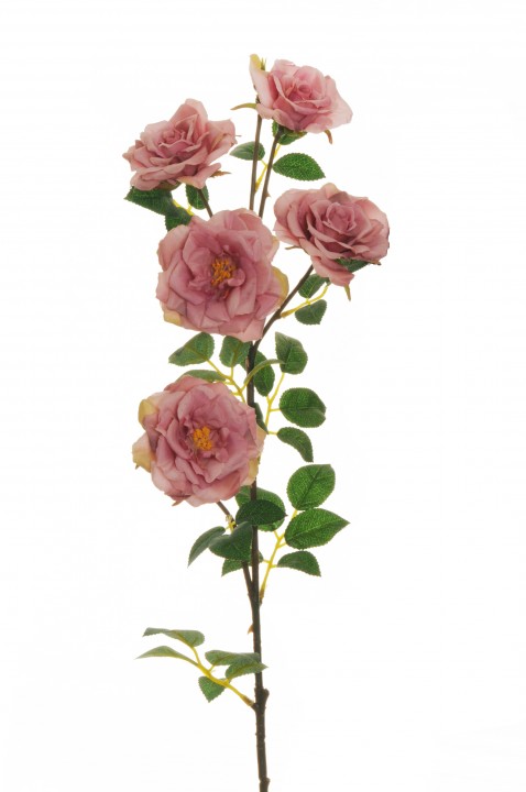 SAVVAĻAS DĀRZA ROZE 78cm photo #1