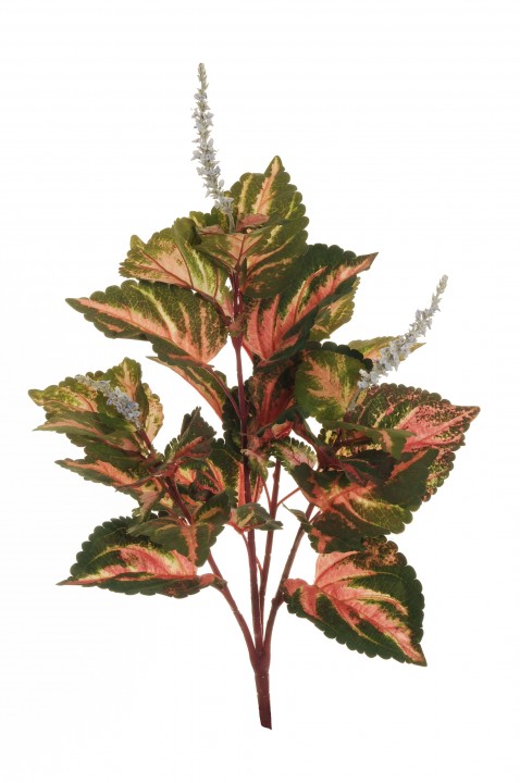 NEW COLEUS BUSH 66 CM photo #1