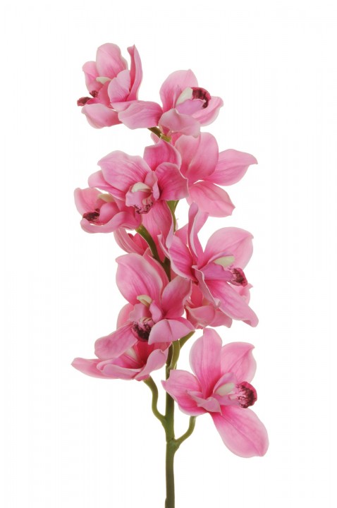 CYMBIDIUM 78CM. photo #1