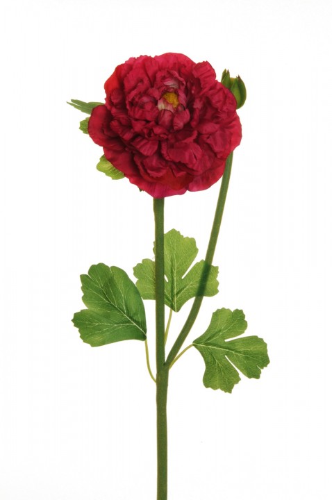 RANUNCULUS SPRAY 46 CM. photo #1