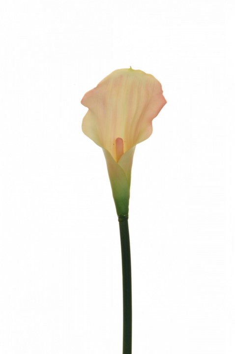 RUBBER CALLA LILY, 54 CM. photo #1
