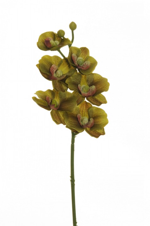 MINI PHALAENOPSIS SPRAY 41 CM photo #1