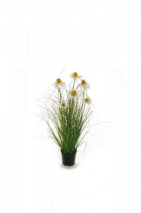 LEUCANTHEMUM VULGARE 65 CM. photo #1