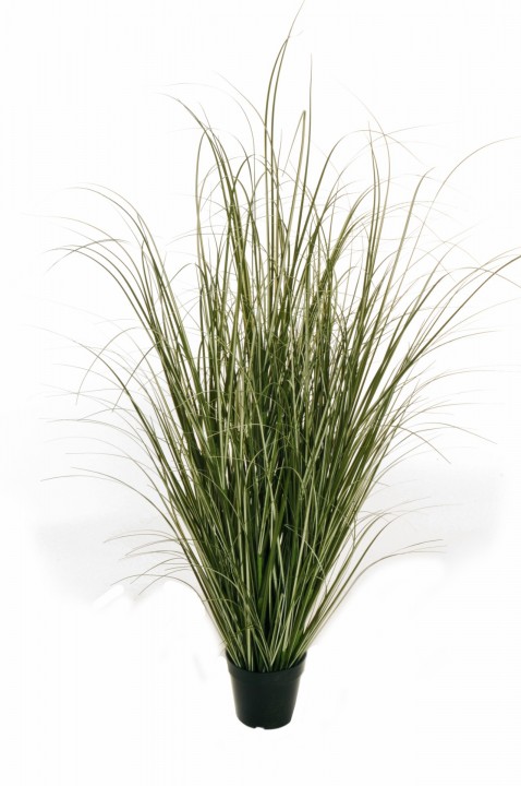 VARIEGATED GRASS 140 CM. photo #1