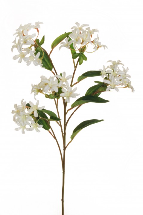 BOUVARDIA SPRAY 70 CM. photo #1