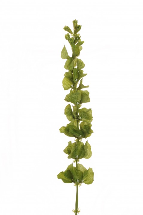 BELL OF IRELAND SPRAY, 97 CM. photo #1