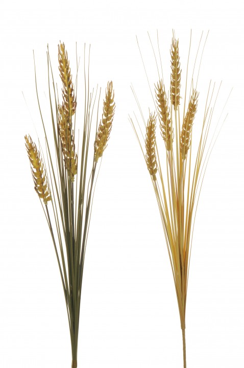 Wheat 65cm photo #1