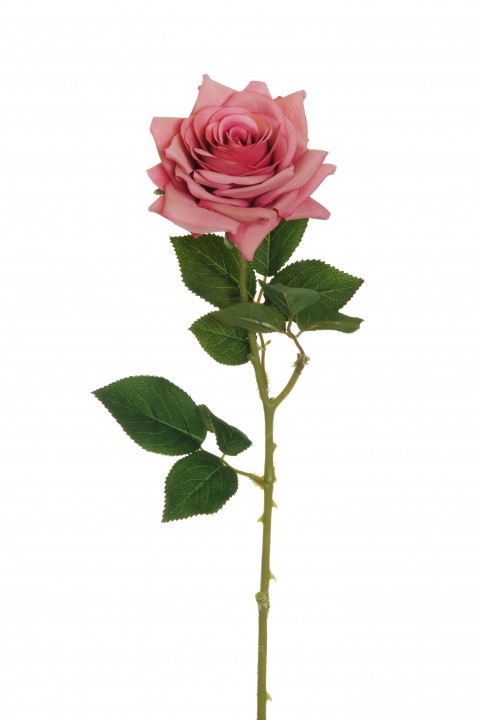 OPEN ROSE 64cm photo #1