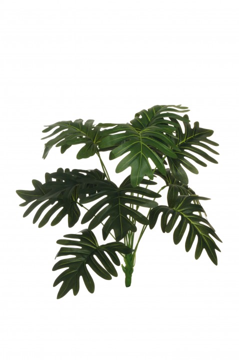 PHILODENDRON SELLOUM BUSH 46cm photo #1