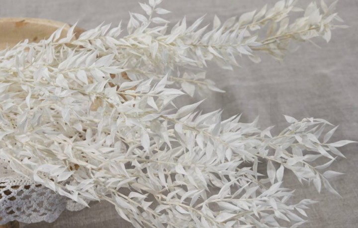 Sausie ziedi Aculeatus Ruscus 60-70H photo #1