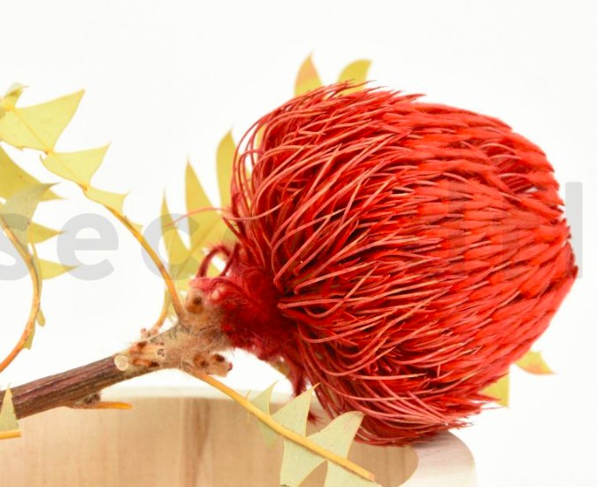 Dried Banksia Baxteri - 1 Stem - Red photo #1