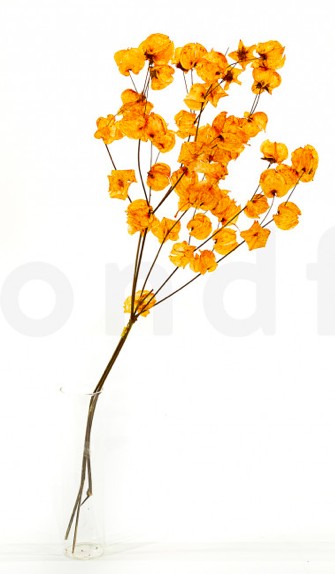 Dried Bougainvillea Branch - Orange 70H photo #1