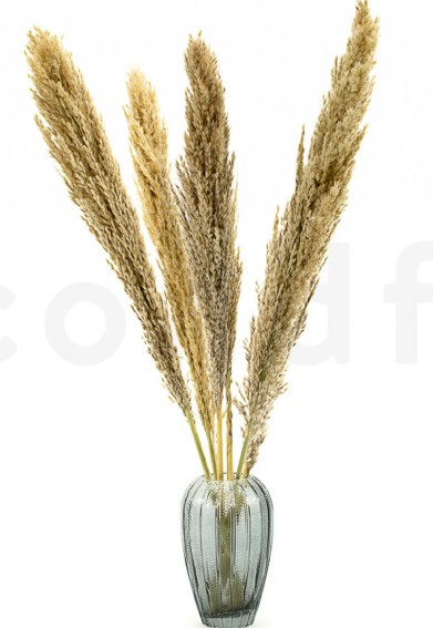 Pampa zāle sausā - Bouquet - Natural 70-75H photo #1