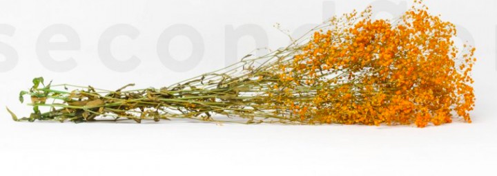 Preserved Gypsophila - Orange photo #1